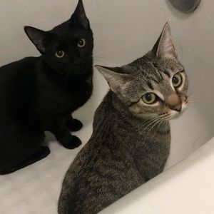 Meet your Posher, Becky